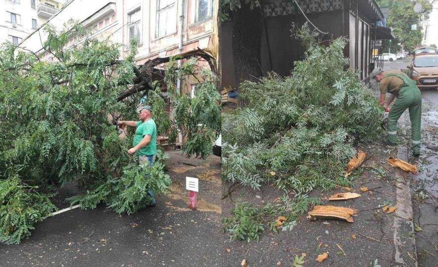 В Одесі вітер повалив 8 дерев і великих гілок, - ФОТО