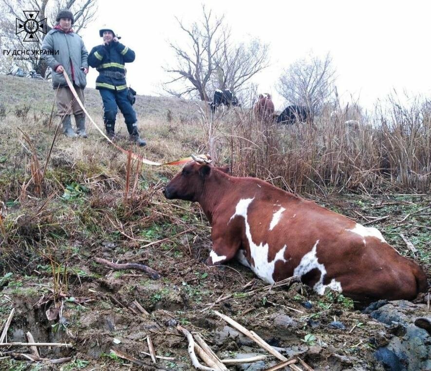 На Одещині рятували корову, яка застрягла у болоті