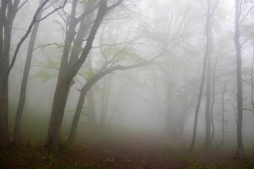 Вночі та вранці сильний туман: прогноз погоди по Одещині на 25 квітня
