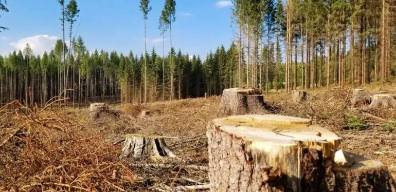 Екоудар по Одещині: інспектори виявили незаконну вирубку дерев, - ФОТО