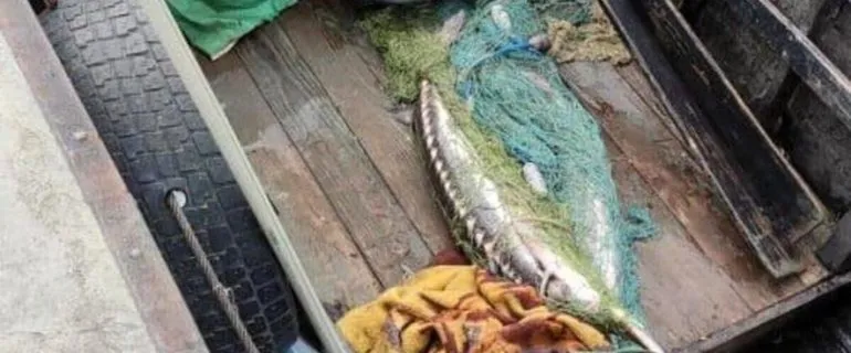 На Одещині виявили браконьєрів із рідкісною рибою: подробиці